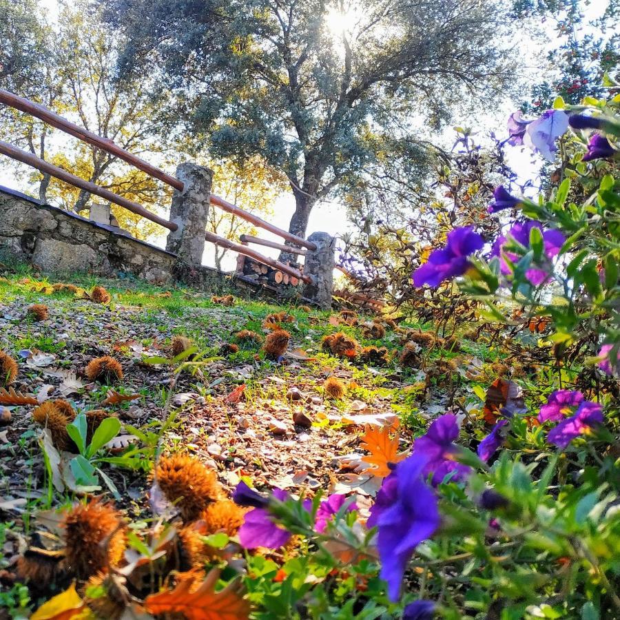 La Simona Casa Rural Perales del Puerto Dış mekan fotoğraf